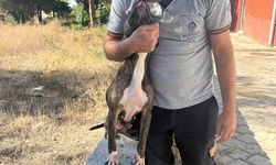 Denizli’de yasak ırk köpekler uygun şartlarda bakılıyor