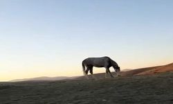 Bayburt’ta cirit sporcusunun atıyla kurduğu dostluk hayran bıraktı