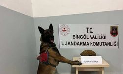 Bingöl’de uyuşturucu ve  aranan şahıslara yönelik çalışma