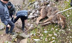 Erzincan’da yaralı kurt kurtarıldı