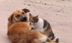 Kedi ile köpeğin sevimli dostluğu kameraya yansıdı