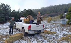 Spil’de yaban hayatı unutulmadı