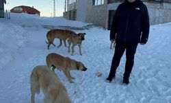 Bulancak Belediye Başkanı Sıbıç yayladaki köpekler için harekete geçti