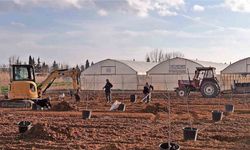 Tekirdağ’da 500 meyve fidanı toprakla buluşuyor