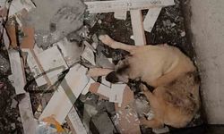 Mardin’de asansör boşluğuna düşen köpek kurtarıldı