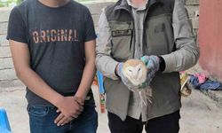 Şırnak’ta yaralı bulunan yaban hayvanları DKMP ekiplerine teslim edildi