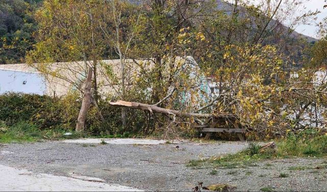 Yalova’da lodos: Ağaçlar ve telefon direkleri devrildi