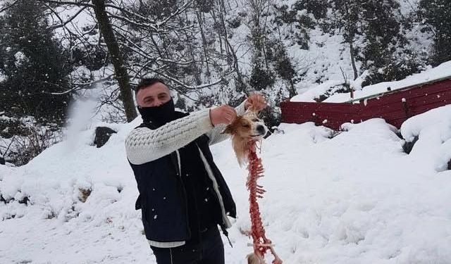 Aç kalan kurtların yediği köpekten geriye sadece iskeleti kaldı