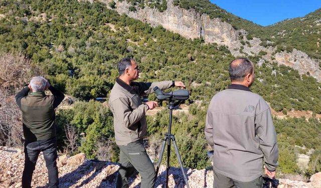 Adıyaman’da yaban keçilerinin popülasyonu çıkartıldı