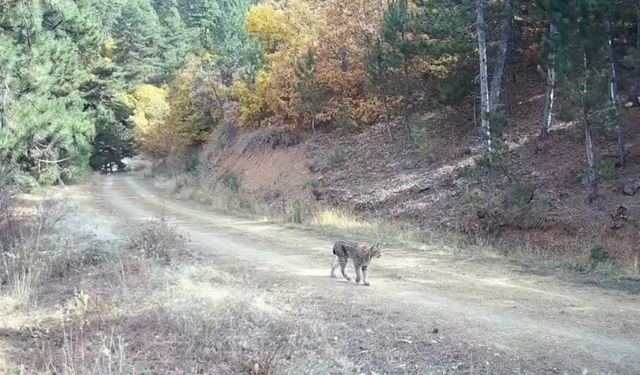 Çankırı’da nesli tehlike altında olan vaşak ve yavruları kamerada