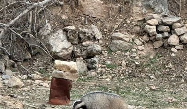 Mardin’de nesli tehdit altında olan porsuk görüldü