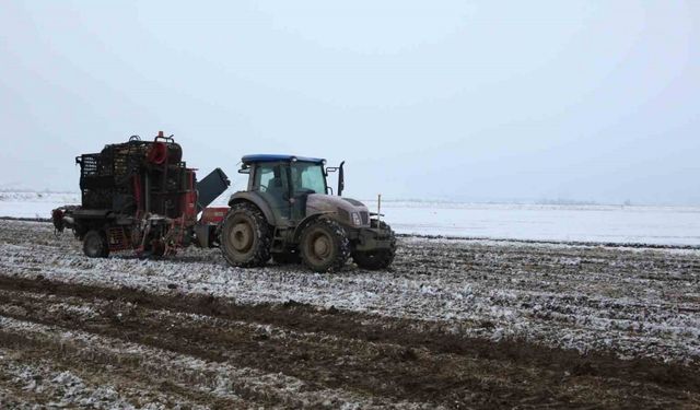 Muş’ta kar altında şeker pancarı hasadı