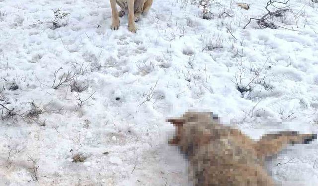 Sürüye saldıran kurdu çoban köpekleri telef etti