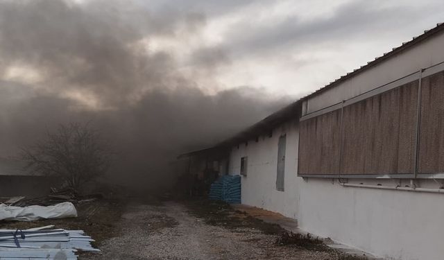 Tavuk çiftliğinde yangın: Binlerce civciv telef oldu