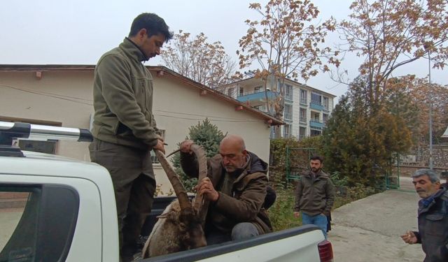 Yaralı bulunan yaban keçisinin imdadına DKMP ekipleri yetişti