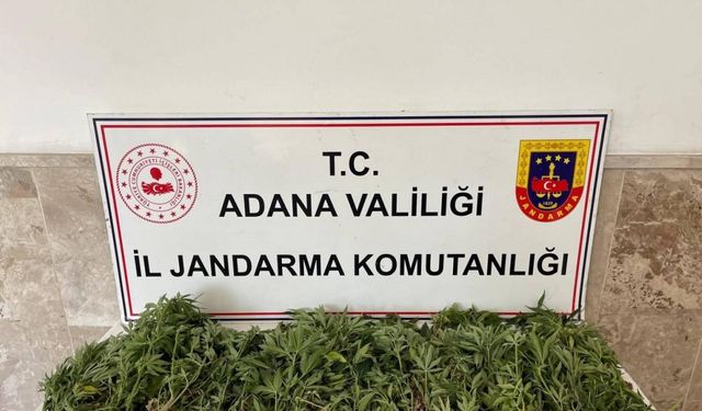 Adana’da 712 kök Hint keneviri ele geçirildi