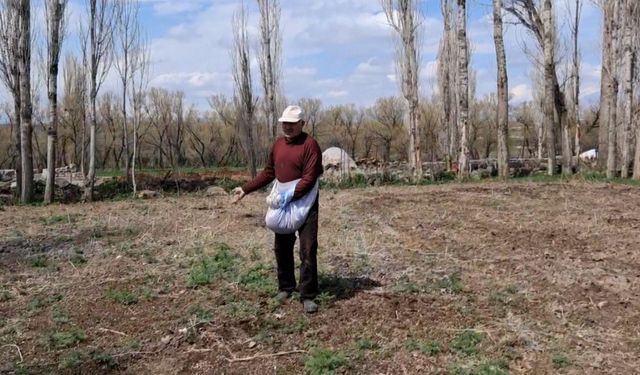 Akyaka’da elle tohum serpme geleneği devam ediyor