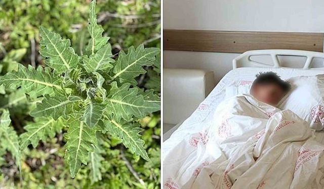 Deli bat bat otu, yanlış tüketildiğinde ciddi zehirlenmelere yol açabiliyor