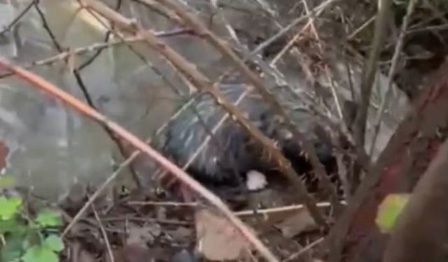 Dere yatağında mahsur kalan 4 yavru köpeği itfaiye kurtardı