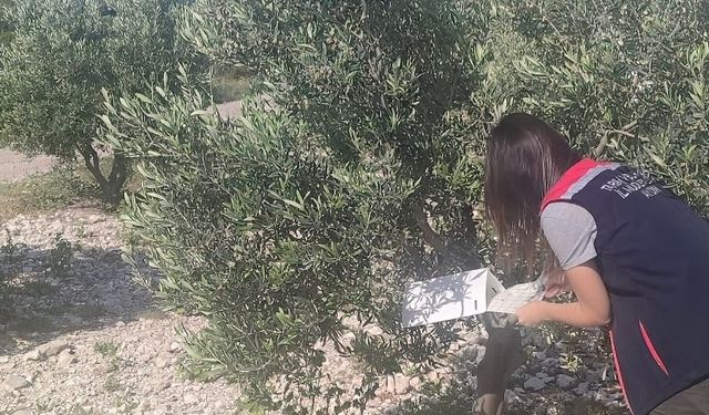 Didim’de zeytinliklerde hastalık ve zararlı denetimi yapıldı