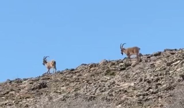 Elazığ’da dağ keçileri görüldü