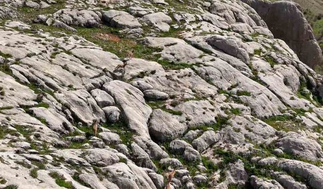 Elazığ’da dağ keçileri havadan görüntülendi