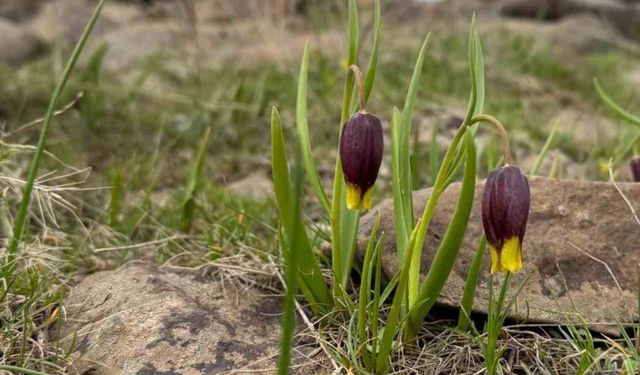 Elazığ’da Karakoçan ters lalesi inceleme çalışması
