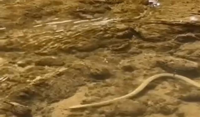 Elazığ’da su yılanı balık avlarken görüntülendi