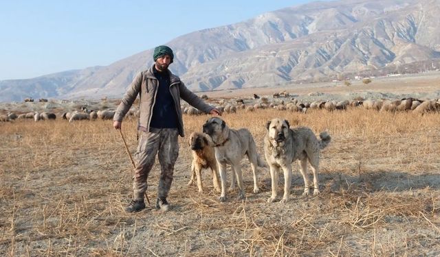 Erzincan’da 100 bin lira maaşla çoban bulamayan besici derdini Valiye anlattı