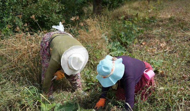 Erzincan’da patatesin toprakla buluşma yolculuğu başladı