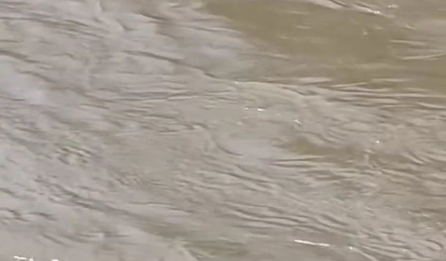 Karabük’te su samurları görüntülendi