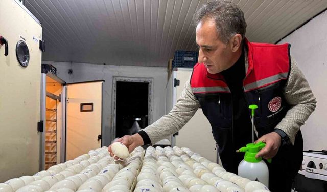 Kars’ta kaz yetiştiriciliğinde yeni dönem başlıyor