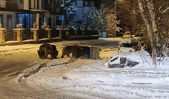 Kars’ta sokaklarda yiyecek arayan ayılar kamerada