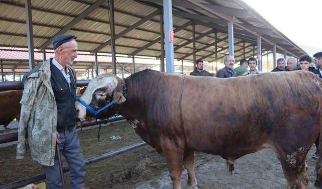 Kurban Bayramı öncesi hayvan pazarlarında hareketlilik başladı