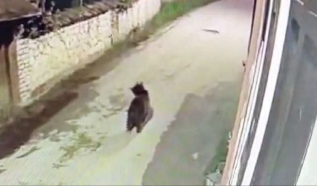 Ormanda yiyecek bulamayan ayının mahalleye indiği anlar kamerada