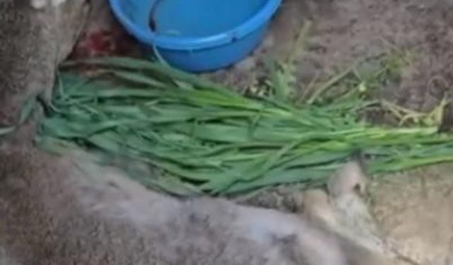 Vatandaşların bulduğu yaralı ceylan tedavi altına alındı
