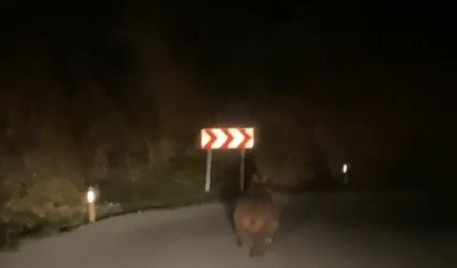 Yaban domuzu ve ayı görüntülendi