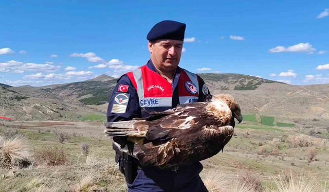 Yozgat’ta bulunan ‘Kaya Kartalı’ tedavi altına alındı