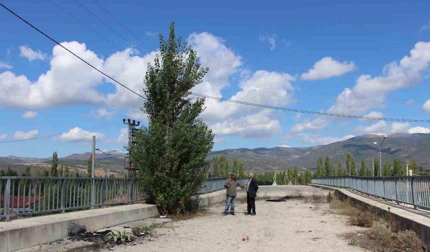 Amasya’da 16 yıldır tamamlanamayan üstgeçitte ağaçlar bitti