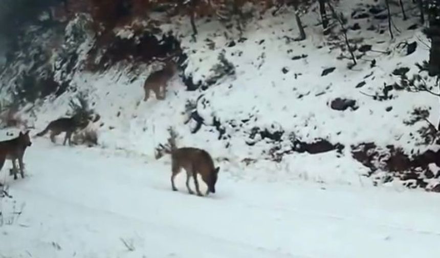 Ilgaz Dağı’ndaki yaban hayatı fotokapanla görüntülendi