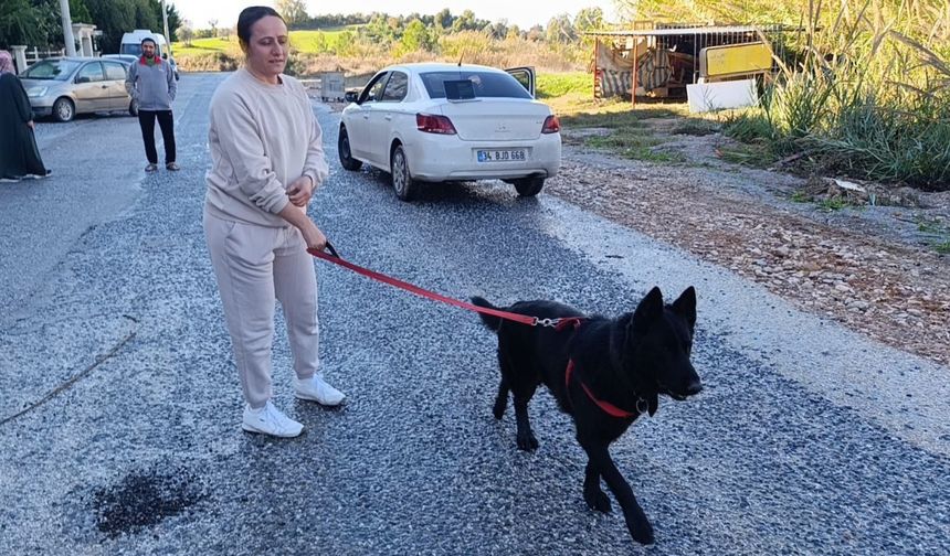 Sel sularının arasında kalan köpeği düzenledikleri operasyonla kurtardılar