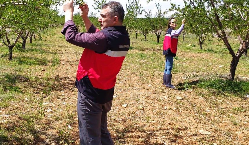 Altıntaş’ta zirai don kontrolleri