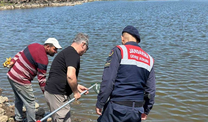 Diyarbakır’da göletteki balık ölümlerine inceleme