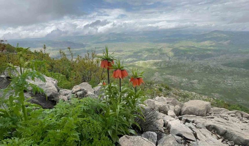 Diyarbakır’da ’ters lale’ fotoğraflandı