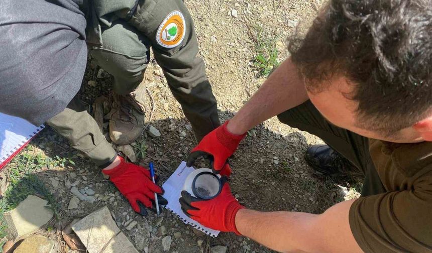 Karaçam ormanlarında çam kabuk böceği ile mücadele
