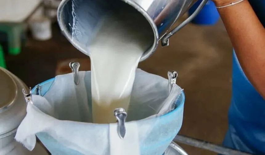 Türkiye’de süt üretimi yükseliyor! Mart’ta 1 milyon 15 bin ton süt toplandı